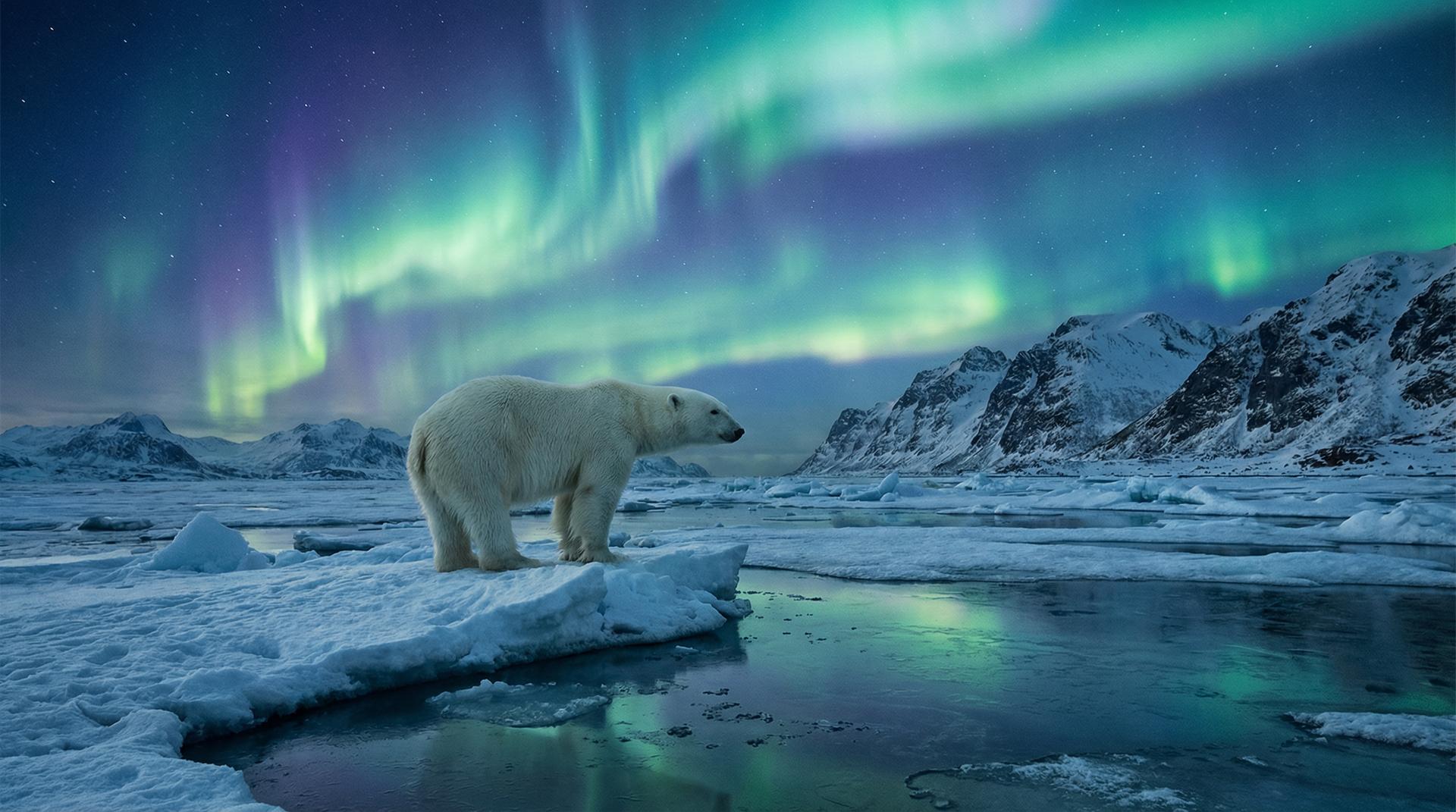糖心北极熊视频